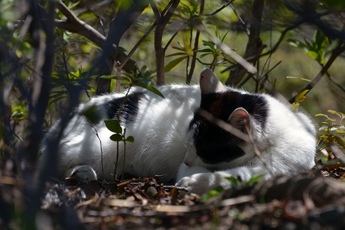 街のねこたち