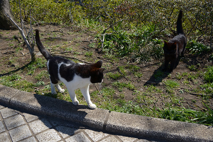 街のねこたち
