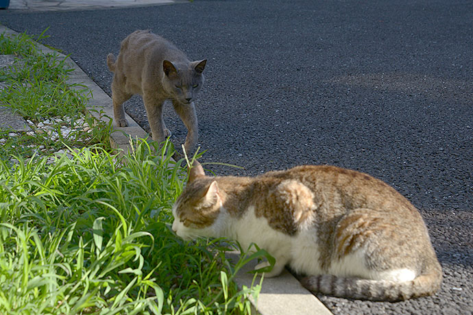 街のねこたち
