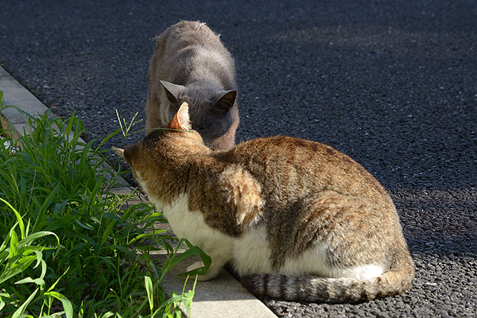 街のねこたち
