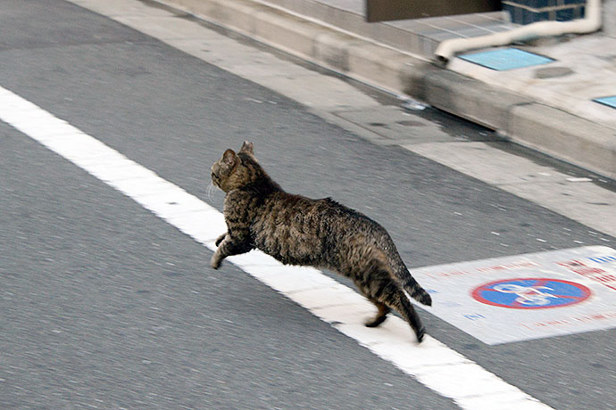 街のねこたち