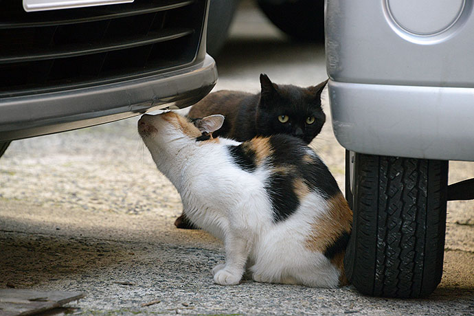 街のねこたち