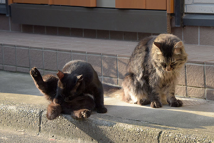街のねこたち