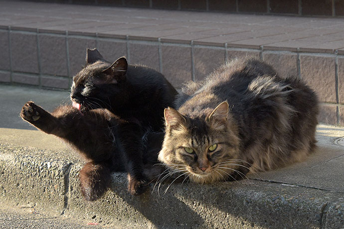 街のねこたち