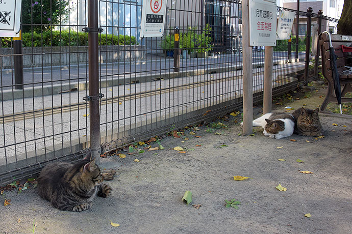 街のねこたち