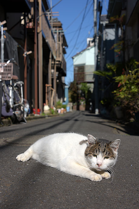 街のねこたち