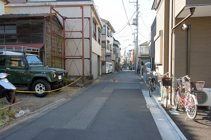 街のねこたち