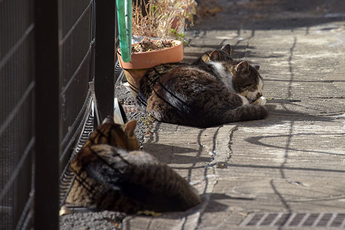 街のねこたち