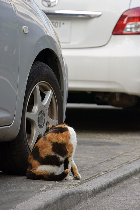 街のねこたち