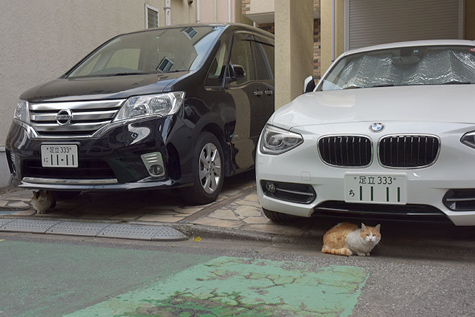 街のねこたち