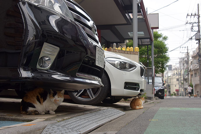 街のねこたち