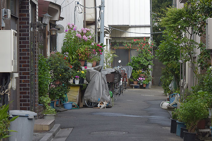 街のねこたち