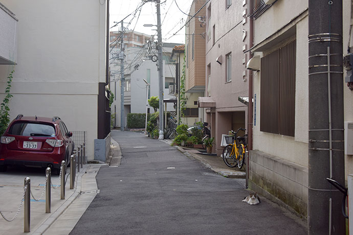 街のねこたち