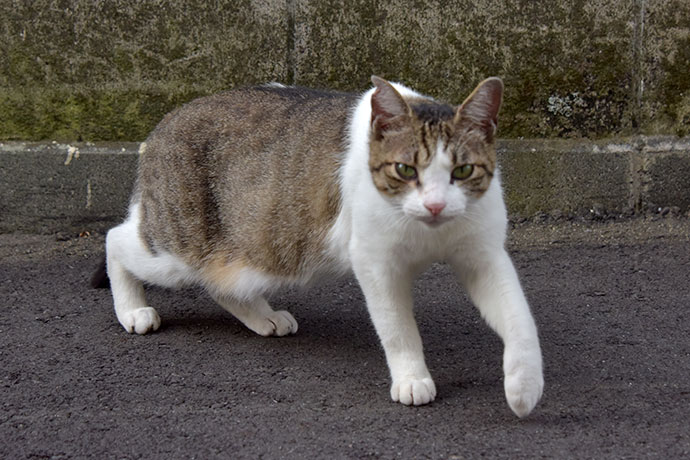街のねこたち