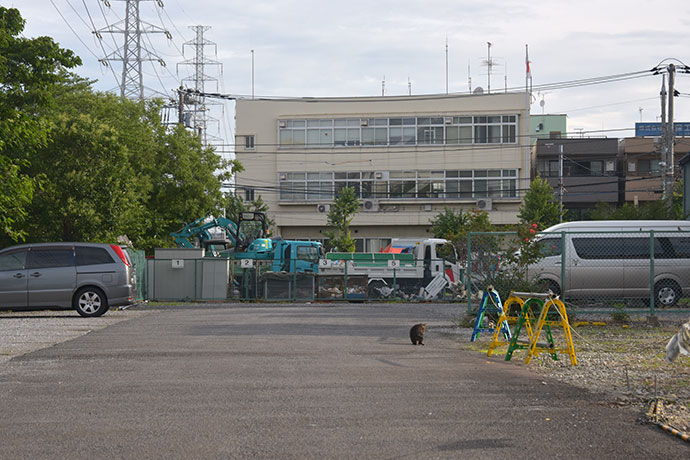 街のねこたち