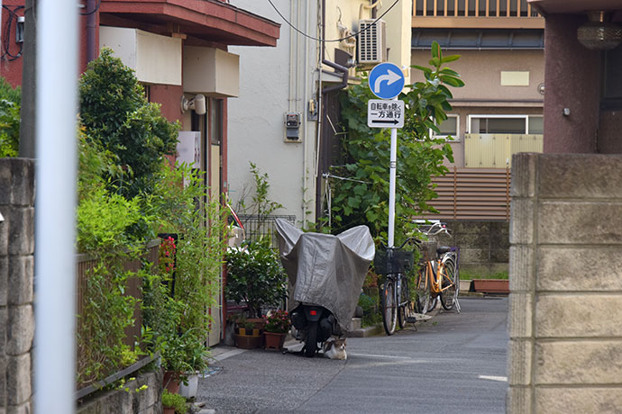 街のねこたち