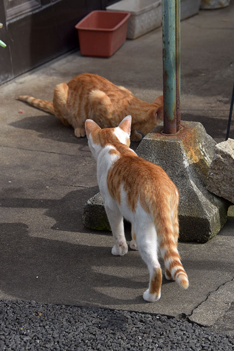 街のねこたち