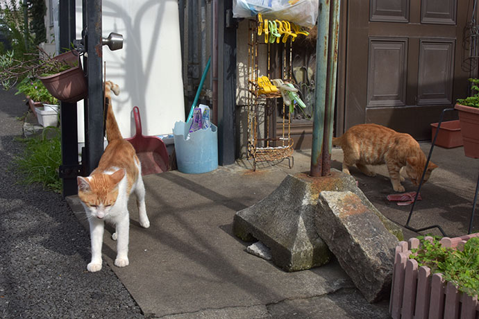 街のねこたち