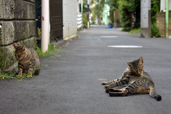 街のねこたち
