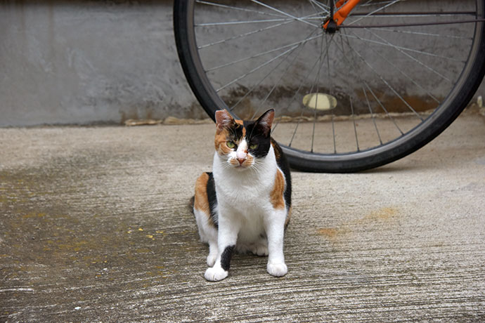 街のねこたち