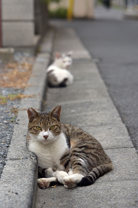 街のねこたち