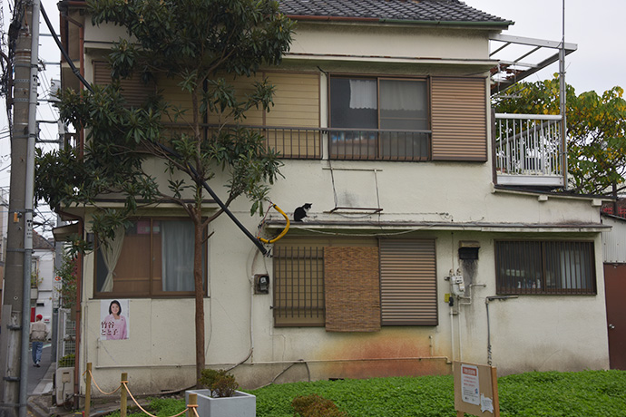 街のねこたち