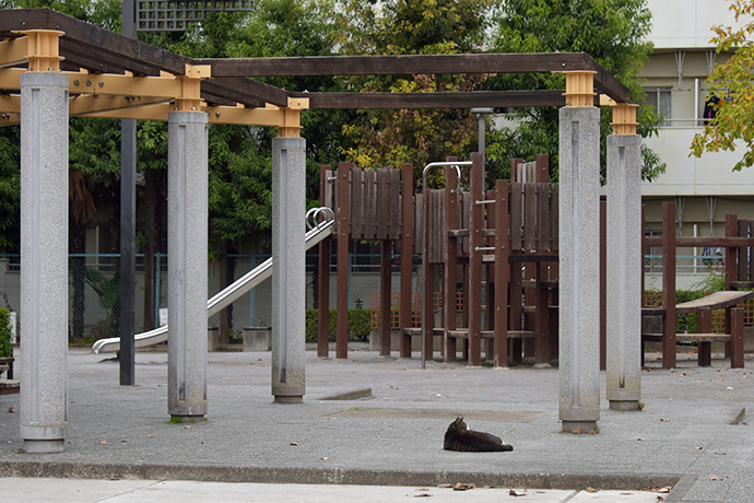 街のねこたち