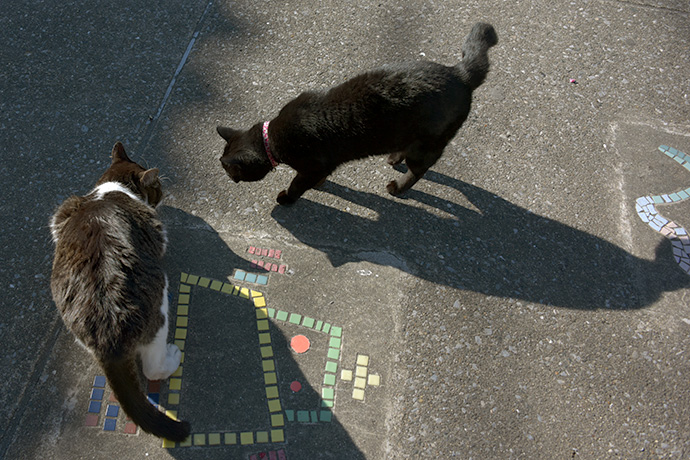 街のねこたち