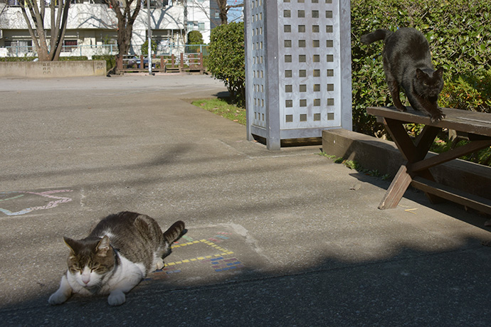 街のねこたち