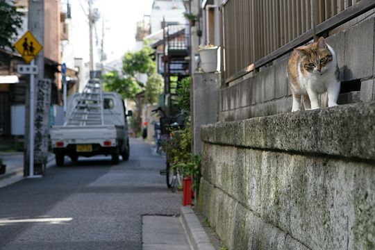 街のねこたち