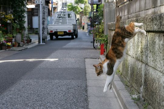 街のねこたち