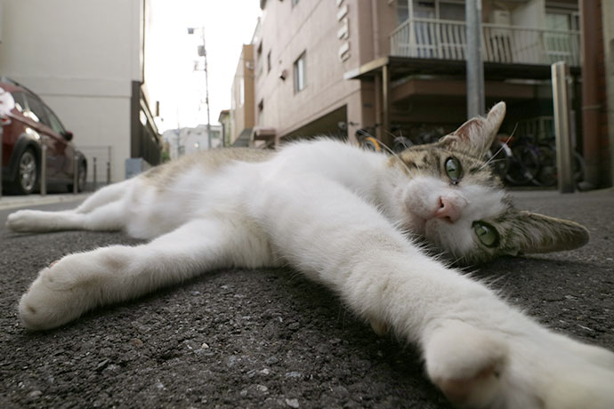 街のねこたち