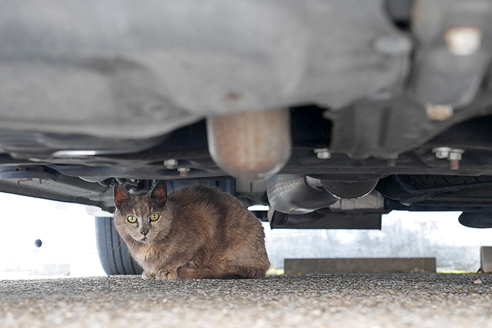 街のねこたち