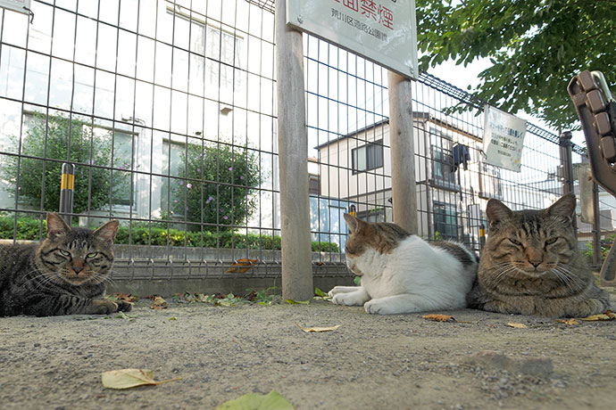 街のねこたち