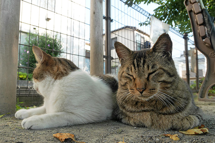 街のねこたち