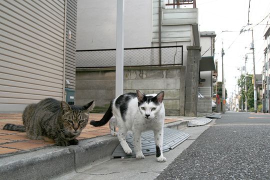 街のねこたち