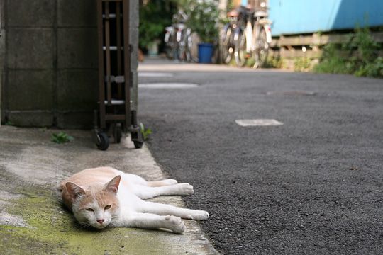 街のねこたち