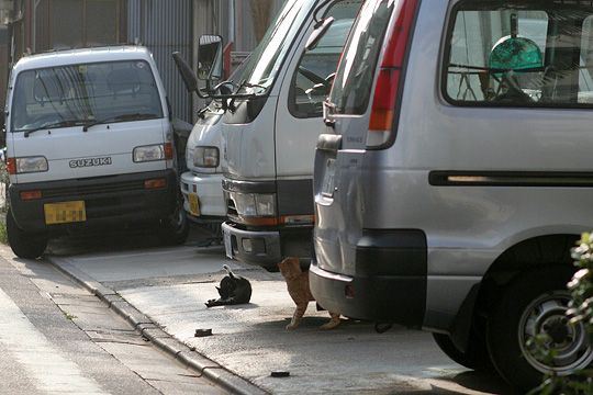 街のねこたち