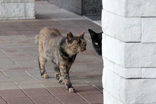 街のねこたち