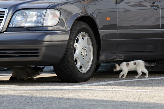 街のねこたち