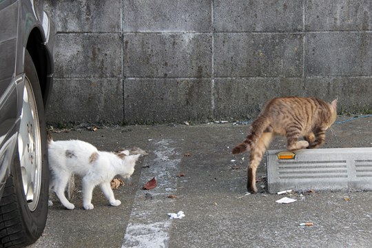 街のねこたち