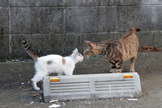 街のねこたち