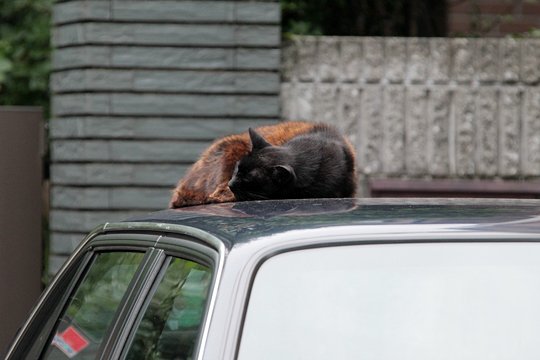 街のねこたち