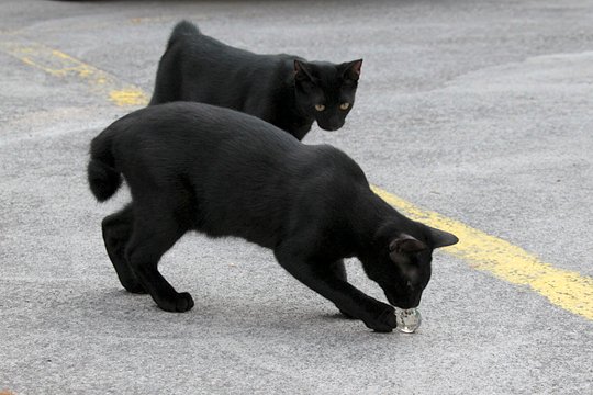街のねこたち