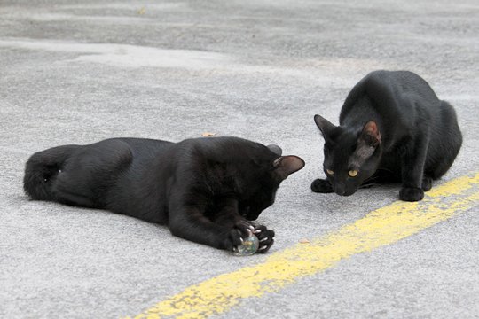 街のねこたち