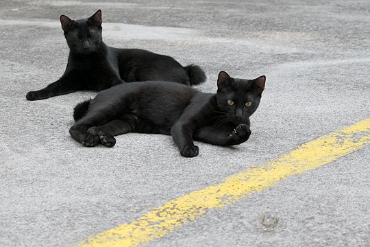 街のねこたち
