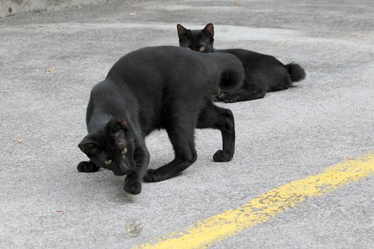 街のねこたち
