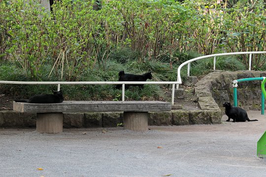 街のねこたち
