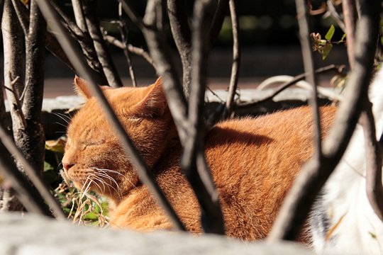 街のねこたち