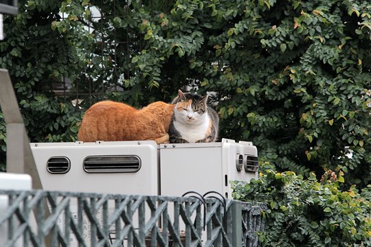街のねこたち